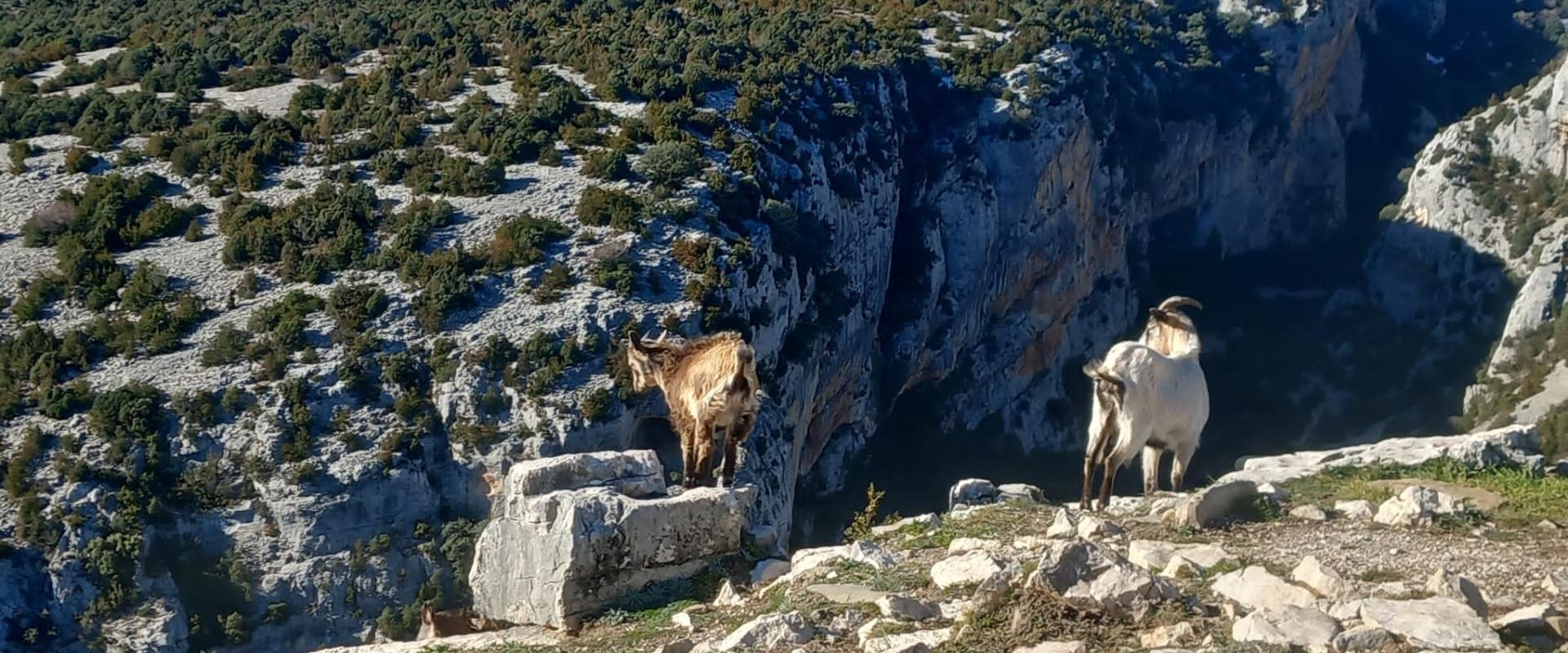 Apartahotel Valle de Rodellar
